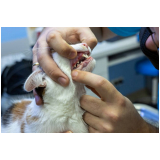 onde tem odontologia para gatos Brejinho de Nazaré