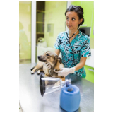 onde tem vacinas anuais cachorro Goianápolis