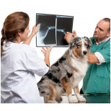 raio x de cachorro clínica Samambaia