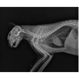 raio x gato clínica Ceilândia