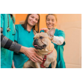 telefone de hospital veterinario cães e gatos Goiânia