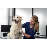 ultrassonografia de cachorro agendar Sobradinho