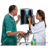 Ultrassonografia em Cachorro
