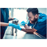 vacina antirrábica animal marcar Riacho Fundo II