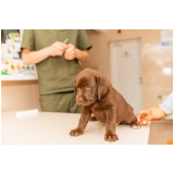 vacina contra leishmaniose para cães marcar Luziânia