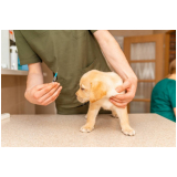 vacina contra leishmaniose para cães Pompílio Marques