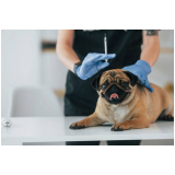 vacina contra leptospirose para cães marcar Asa Norte