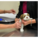 vacina contra leptospirose para cães Octogonal