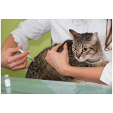 vacina da gripe para animais agendar Jardim do Ingá