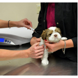 vacina de cachorro Luziânia
