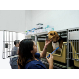 vacina de gripe para cachorro valor Porto Nacional