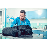 vacina leptospirose cães marcar Riacho Fundo II