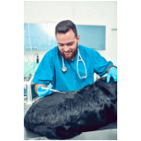 vacina para animais de estimação Porto Nacional