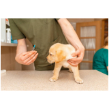 vacina para cachorro filhote Águas Claras