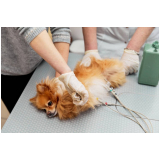 vacina para filhote de cachorro preço Goianápolis