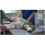 vacina v10 para cachorro preço Pirinópolis