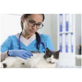 veterinária felinos marcar Núcleo Bandeirante