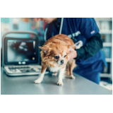veterinário cachorro marcar Candangolândia