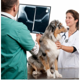 veterinário cachorro Ipueiras