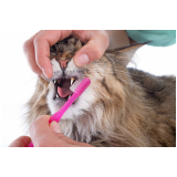 veterinário especializado em felinos agendar Lago Sul