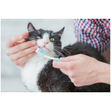 veterinário gato marcar Samambaia