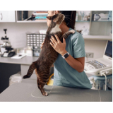 veterinário para felinos Pompílio Marques
