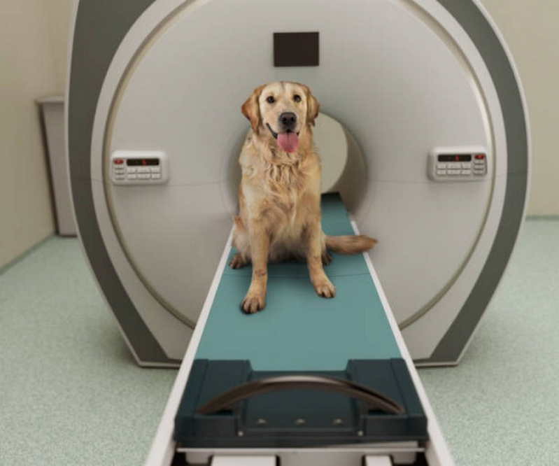 Tomografia Canina Agendar Abadiânia - Tomografia Computadorizada em Animais