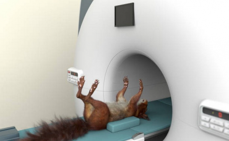 Tomografia Computadorizada em Animais Marcar Papuda - Tomografia Gatos