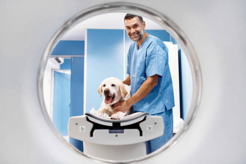 Tomografia em Cachorro Águas Claras - Tomografia Veterinária