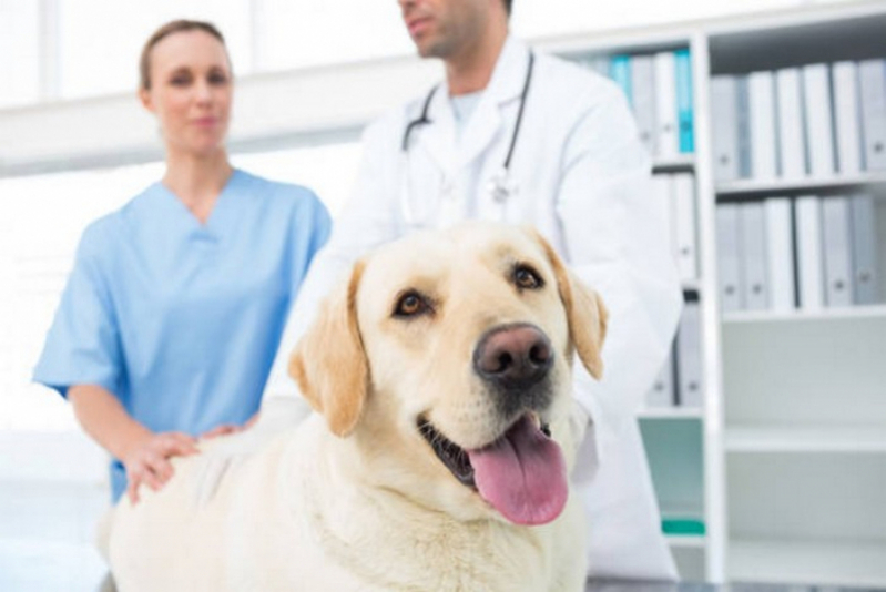 Tomografia para Cães Marcar Octogonal - Tomografia para Animais