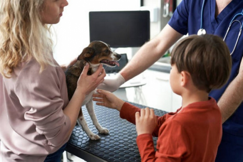 Ultrassom em Caes Agendar SIA - Ultrassonografia em Cachorro