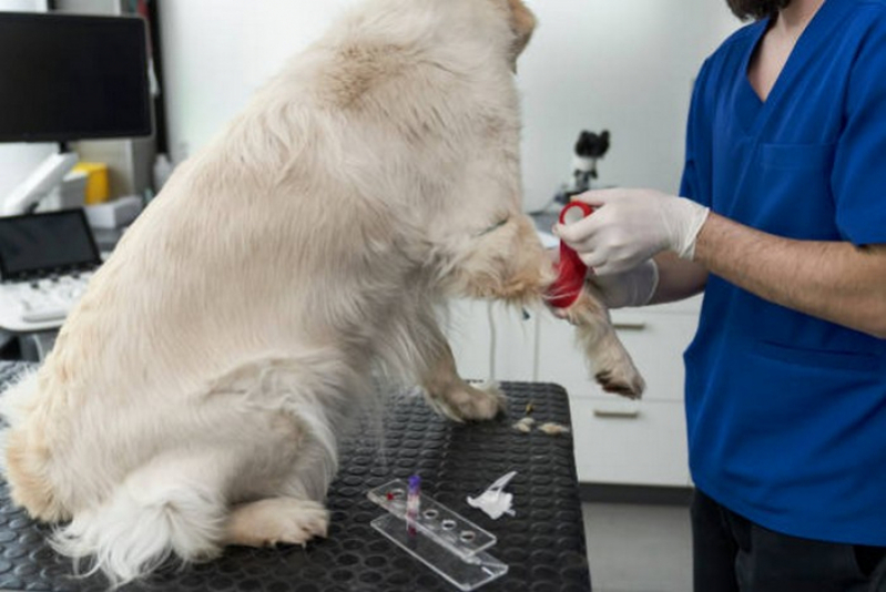 Ultrassom em Caes Pompílio Marques - Ultrassonografia de Cachorro