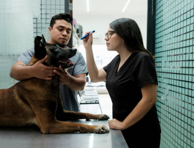 Ultrassonografia Abdominal em Cães Formosa - Ultrassonografia de Cachorro