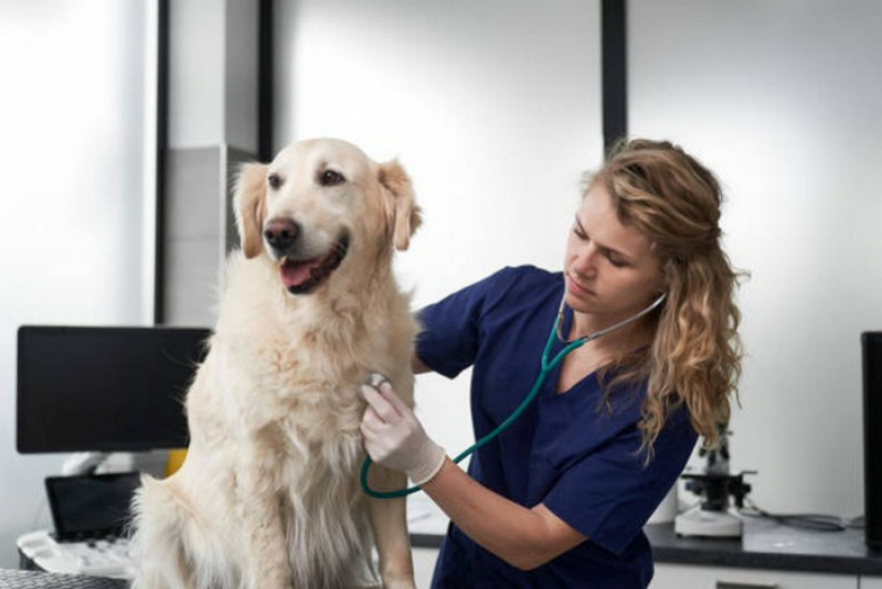 Ultrassonografia de Cachorro Agendar Sobradinho - Ultrassom em Cachorro