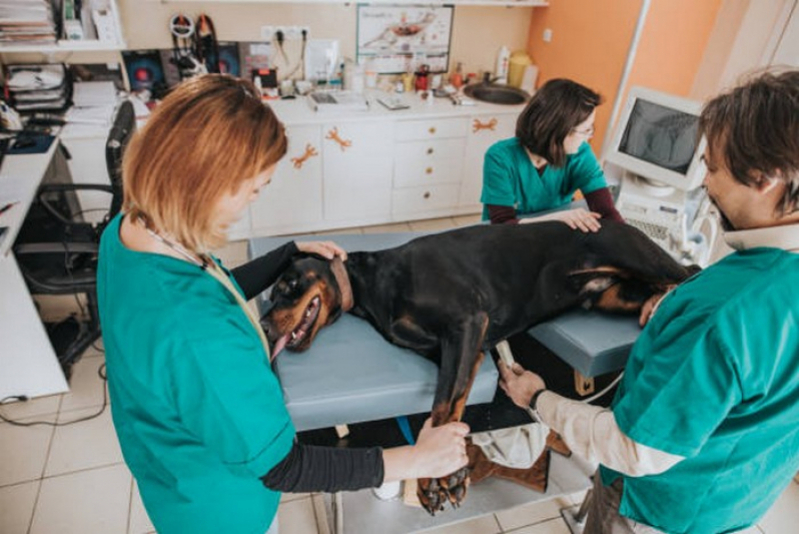 Ultrassonografia de Cachorro Marcar Santa Maria - Ultrassom em Caes