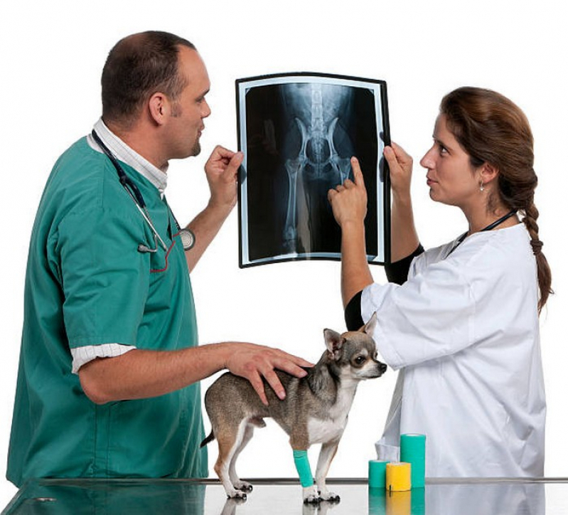 Ultrassonografia em Cachorro Campos Belos - Ultrassonografia Pequenos Animais