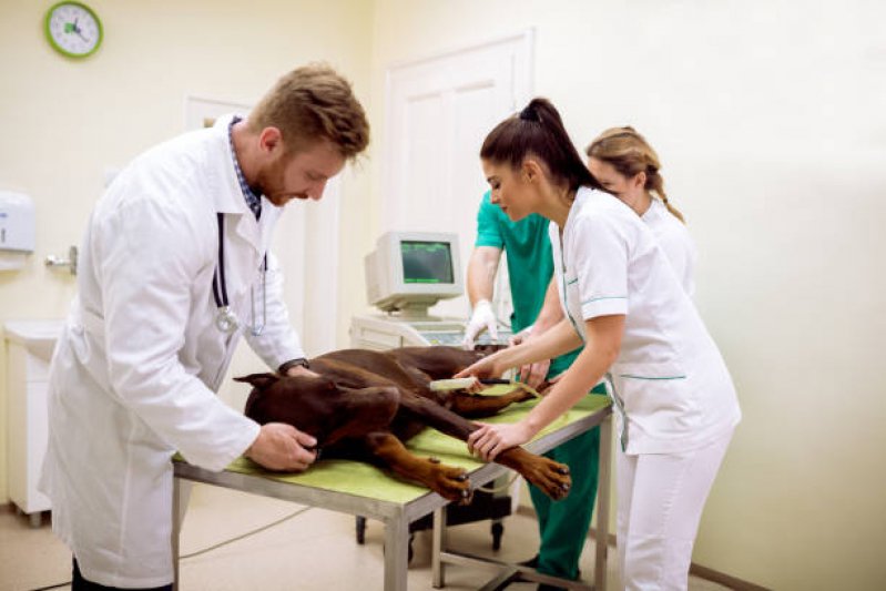 Ultrassonografia para Cachorro Goianápolis - Ultrassom de Cachorro