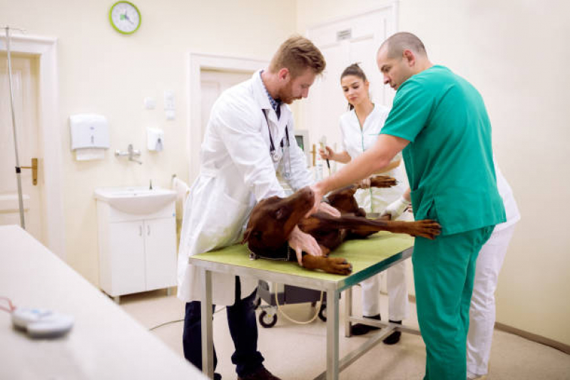 Ultrassonografia Pequenos Animais Brasília - Ultrassonografia Abdominal em Cães