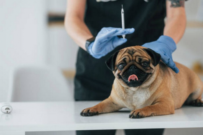 Vacina contra Leptospirose para Cães Marcar Sobradinho - Vacinas para Animais Domésticos