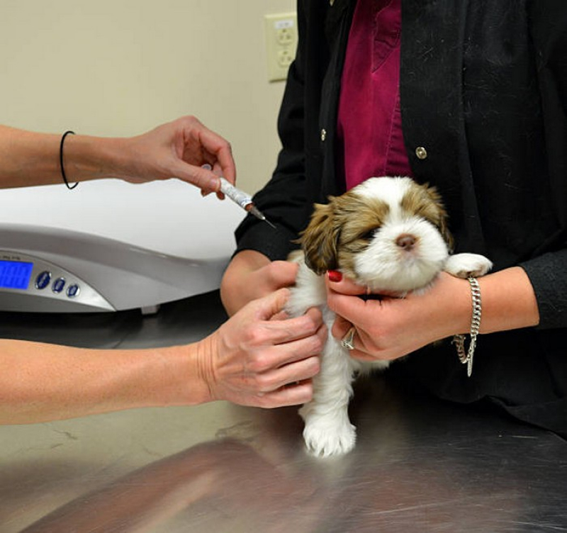 Vacina contra Leptospirose para Cães Octogonal - Vacina contra Leishmaniose para Cães