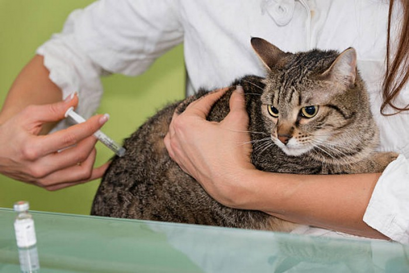 Vacina da Gripe para Animais Agendar Brejinho de Nazaré - Vacina para Animais de Estimação