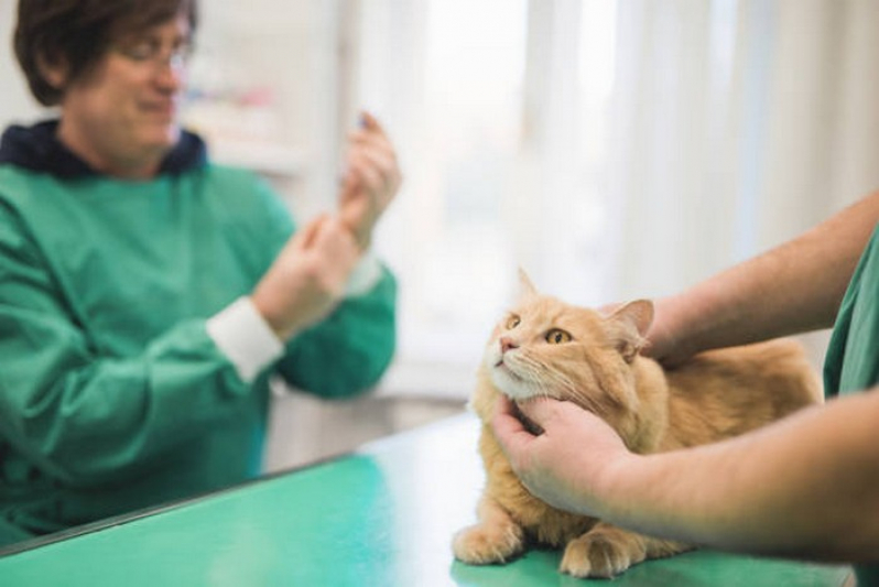 Vacina da Gripe para Animais Marcar Boa Vista - Vacina Antirrábica Animal
