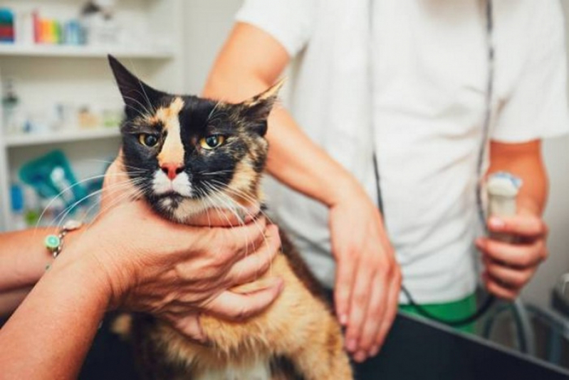 Vacina da Raiva para Gatos Preço Pugmil - Vacina Quintupla Felina