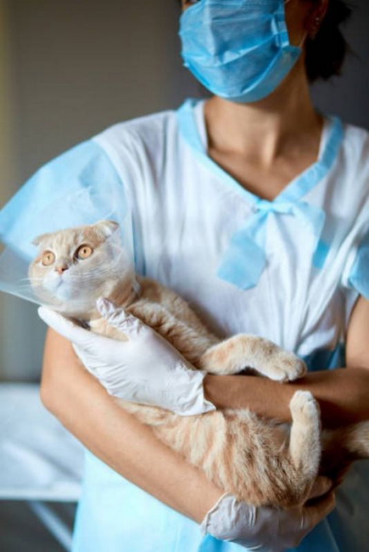 Vacina da Raiva para Gatos Brazlândia - Vacina Quadrupla Felina