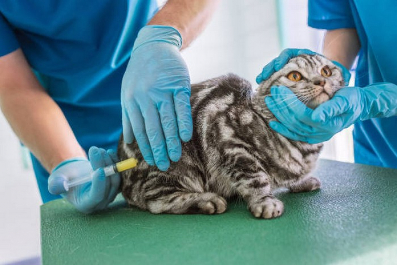 Vacina de Raiva para Gatos Marcar Goiás - Vacina Antirrábica Animal