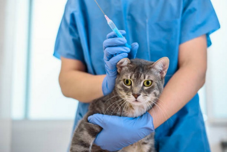 Vacina de Raiva para Gatos Papuda - Vacina Antirrábica Animal