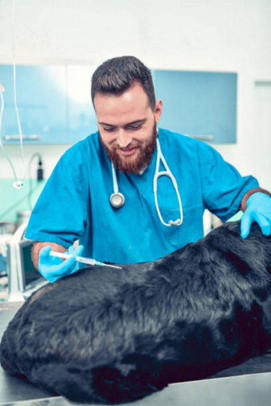 Vacina Leptospirose Cães Plano Piloto - Vacina Antirrábica Animal