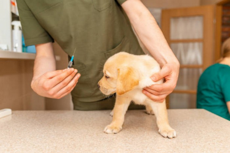 Vacina para Cachorro Filhote Brazlândia - Vacina Leishmaniose Canina