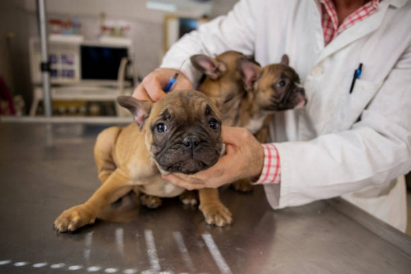Vacina para Filhote de Cachorro Valor Taguatinga - Vacina Multipla Canina