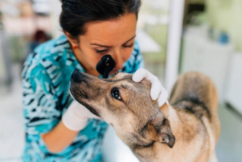 Vacina para Gripe Canina Valor Sudoeste - Vacina Leishmaniose Canina